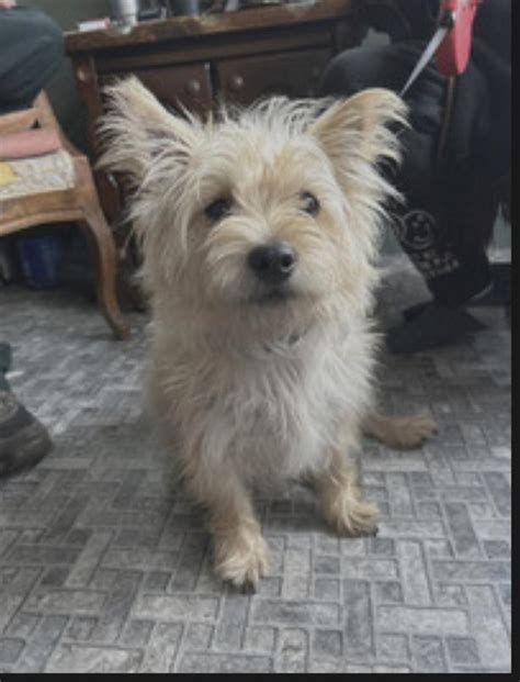 <b>Cairn</b> <b>Terriers</b> don't shed excessively, but weekly brushing and occasional hand-stripping—rather than trimming—are ideal to maintain the <b>Cairn</b> <b>Terrier's</b> proper coat texture. . Cairn terrier free to good home